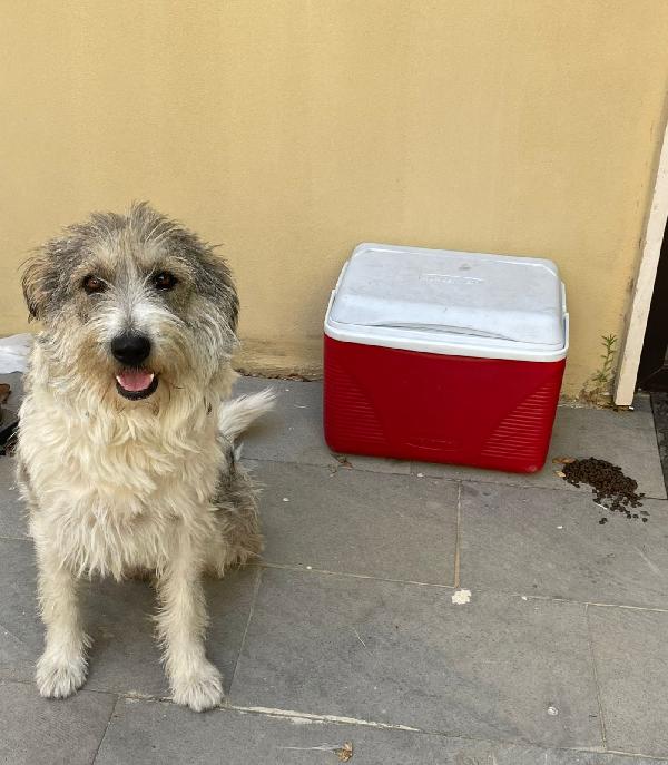 Misty, una giocherellona spettinata Foto 6